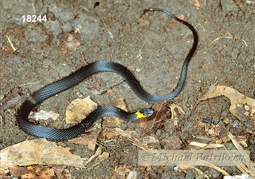 Ringneck Coffee Snake (Ninia diademata)